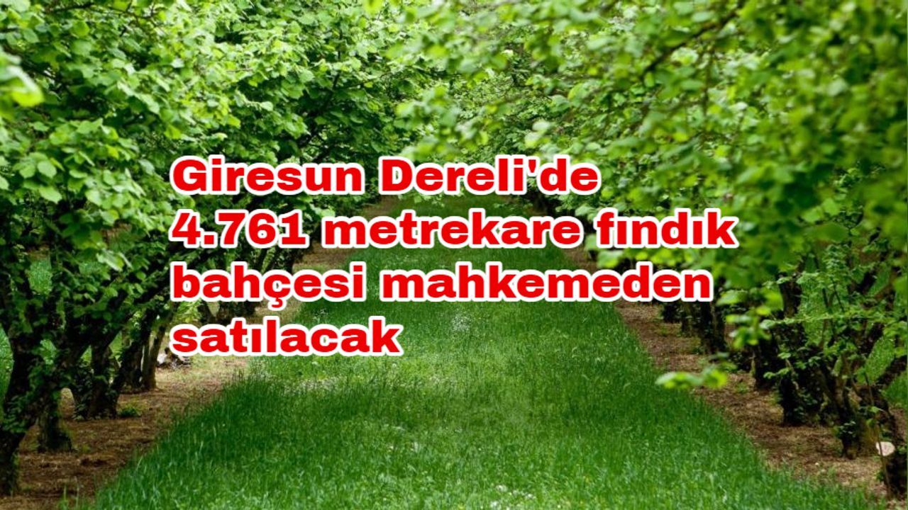 Giresun Dereli'de 4.761 metrekare fındık bahçesi mahkemeden satılacak