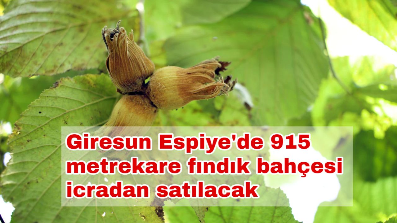 Giresun Espiye'de 915 metrekare fındık bahçesi icradan satılacak