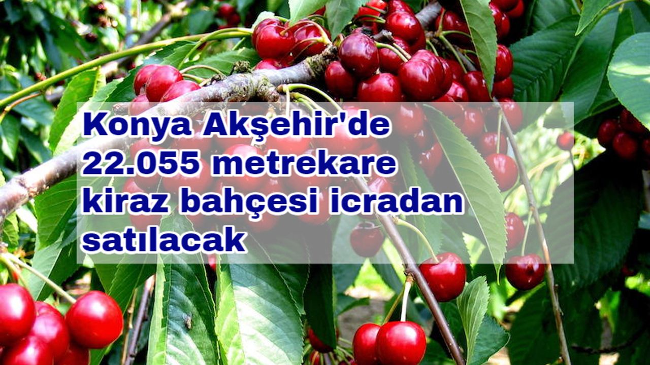 Konya Akşehir'de 22.055 metrekare kiraz bahçesi icradan satılacak