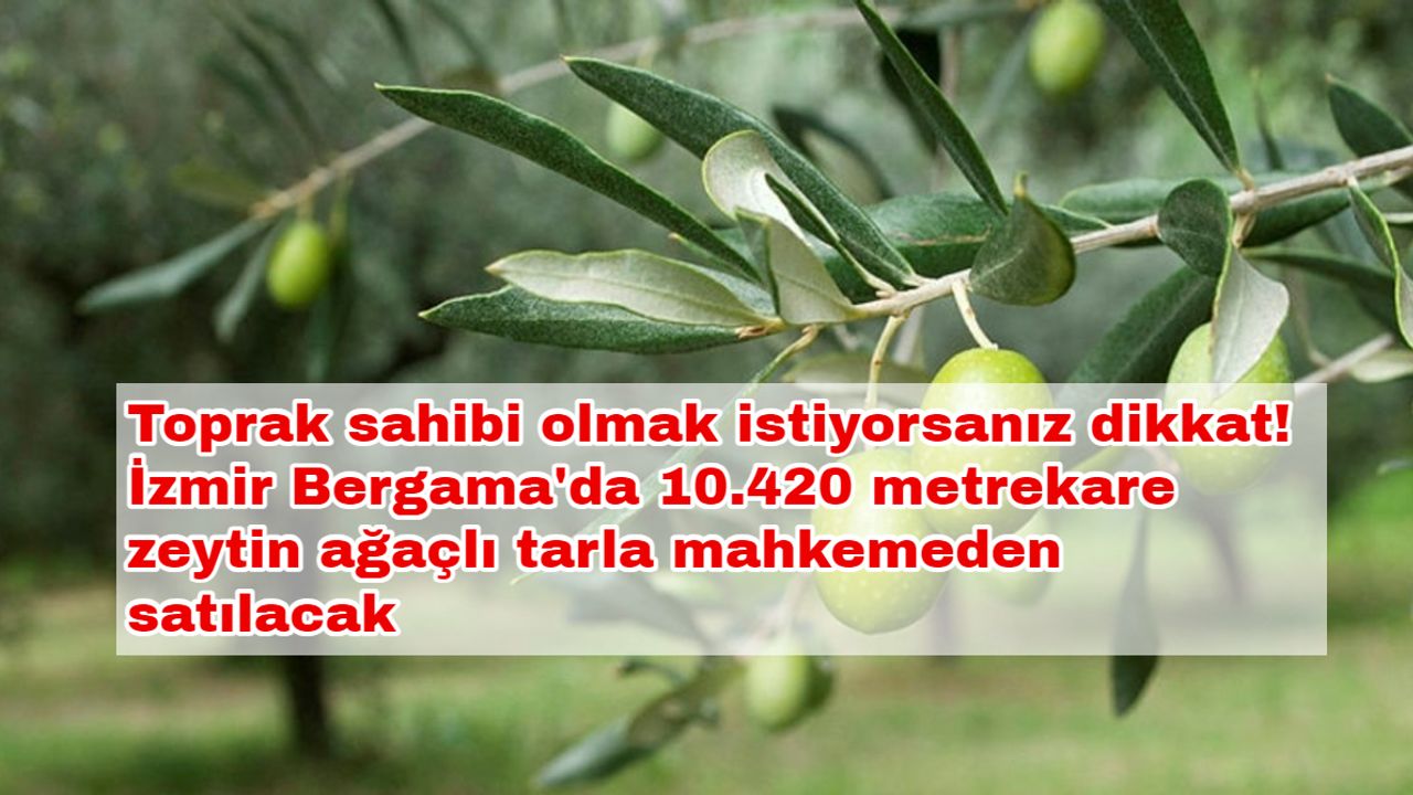 Toprak sahibi olmak istiyorsanız dikkat! İzmir Bergama' da 10.420 metrekare zeytin ağaçlı tarla mahkemeden satılacak