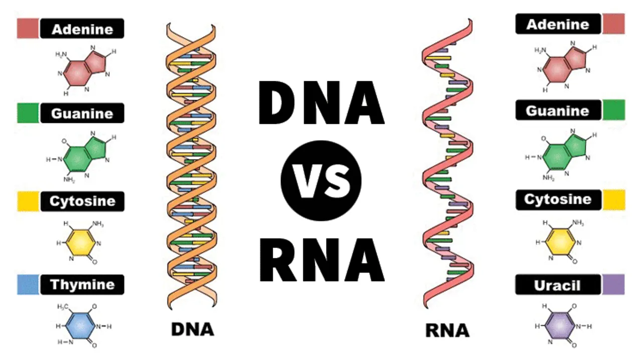 Рнк аденин тимин. Молекула ДНК И РНК. Структура ДНК И РНК. Цепочка ДНК И РНК. ДНК РНК изображение.