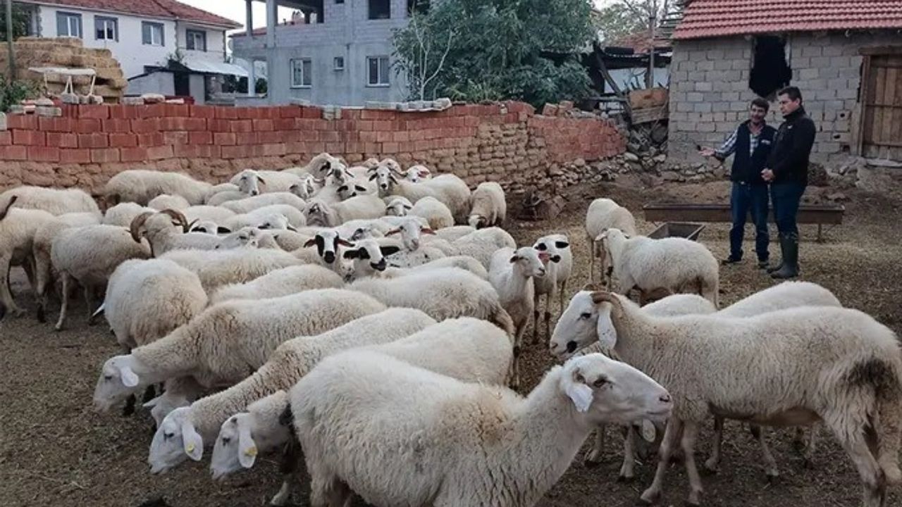 Denizli'de koyun ve keçiler çiçek hastalığına yakalandı