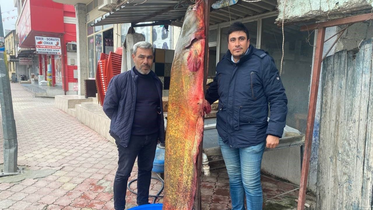 Osmaniye'de 37 bin TL'lik yayın balığı süprizi
