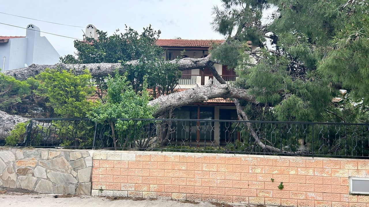 İzmir Son Dakika! Çeşme'de 15 metrelik ağaç evin bahçesine devrildi