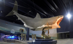 NASA Bir Megalodon mu buldu? Megalodon Nedir?