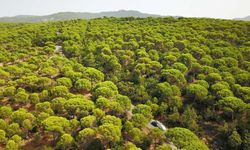 İzmir'de valilik kararıyla ormanlara girişler yasaklandı