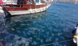 Foça'daki denizanaları temizlendi mi? Foça denizanası son durum nedir?