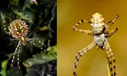 Zehirli örümcek 'Argiope lobata’ bu kez Sivas’ta görüldü