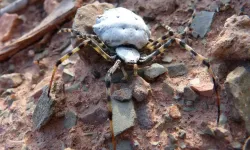 Argiope Lobata Türkiye'de Nerede Görüldü? Argiope Lobata Zehirli mi, İnsana Zarar Verir mi?