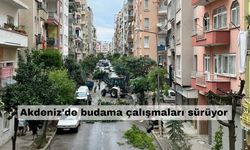 Akdeniz'de budama çalışmaları sürüyor