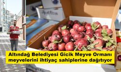 Altındağ Belediyesi Gicik Meyve Ormanı meyvelerini ihtiyaç sahiplerine dağıtıyor