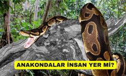 Anakondalar nerede yaşar? Anakondalar insan yer mi? Anaconda'daki yılan gerçek mi?
