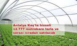 Antalya Kaş'ta hisseli 12.777 metrekare tarla ve serası icradan satılacak