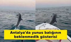 Antalya'da yunus balığının beklenmedik gösterisi