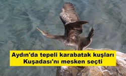 Aydın'da tepeli karabatak kuşları Kuşadası'nı mesken seçti