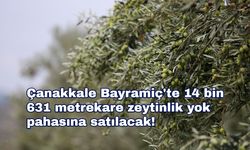 Çanakkale Bayramiç'te 14 bin 631 metrekare zeytinlik yok pahasına satılacak!