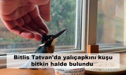 Bitlis Tatvan'da yalıçapkını kuşu bitkin halde bulundu