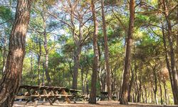 İzmir Bornova'da ruhun ferahladığı doğal inci: Çiçekli Tabiat Parkı'na nasıl gidilir?