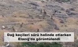 Dağ keçileri sürü halinde otlarken Elazığ’da görüntülendi