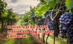 Denizli Çal'da 7.779 metrekare bağ icradan satılacak