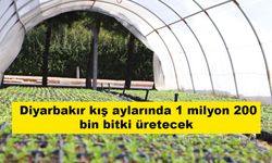Diyarbakır kış aylarında 1 milyon 200 bin bitki üretecek
