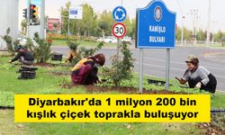 Diyarbakır'da 1 milyon 200 bin kışlık çiçek toprakla buluşuyor