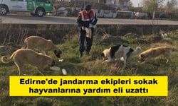 Edirne'de jandarma ekipleri sokak hayvanlarına yardım eli uzattı