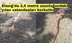 Elazığ'da 2,5 metre uzunluğundaki yılan vatandaşları korkuttu