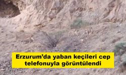 Erzurum’da yaban keçileri cep telefonuyla görüntülendi