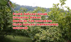 Fındık bahçesi almak isteyenler dikkat! Dereli'de 729 metrekare fındık bahçesi mahkemeden satılacak