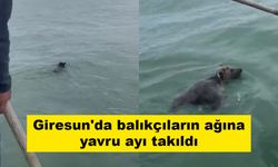 Giresun'da balıkçıların ağına yavru ayı takıldı