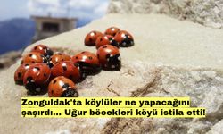 Zonguldak'ta köylüler ne yapacağını şaşırdı... Uğur böcekleri köyü istila etti!