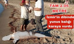 İzmir'in dibinde yunus balığı karaya vurdu