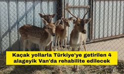 Kaçak yollarla Türkiye'ye getirilen 4 alageyik Van'da rehabilite edilecek