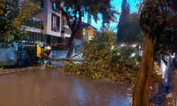 Manisa’da fırtına ağaçları devirdi