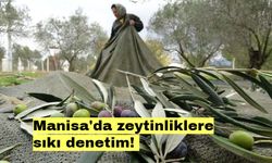 Manisa'da zeytinliklere sıkı denetim!