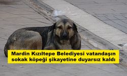 Mardin Kızıltepe Belediyesi vatandaşın sokak köpeği şikayetine duyarsız kaldı