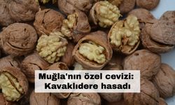 Muğla'da coğrafi işaretli Kavaklıdere cevizi için hasat zamanı