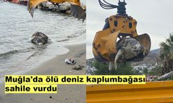 Muğla'da ölü deniz kaplumbağası sahile vurdu