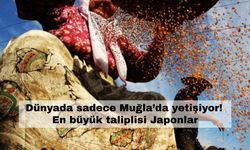 Muğla'dan başka yerde bu yiyecek yok! Japonlar hastası oldu...