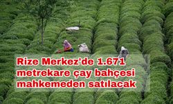 Rize Merkez'de 1.671 metrekare çay bahçesi mahkemeden satılacak