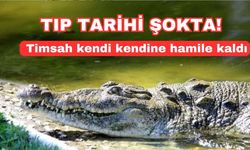 Tıp tarihi şokta: Timsah kendi kendine hamile kaldı