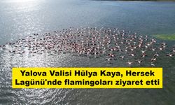 Yalova Valisi Hülya Kaya, Hersek Lagünü'nde flamingoları ziyaret etti