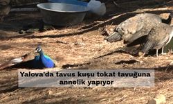 Yalova'da tavus kuşu tokat tavuğuna annelik yapıyor