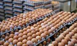 İzmir’den giden kanserojen yumurta iddialarına tepkiler sürüyor: Firmaların adları belli, Bakanlık ne yaptı?