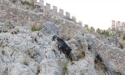 Alanya'da tedavi edilen yaralı keçi doğaya bırakıldı
