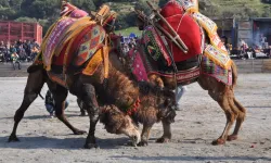 Ege’de deve güreşi heyecanı başladı: Binlerce kişi deve güreşlerini izlemek için Koçarlı Arenası’na akın etti