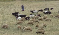 Karasal iklimin hayvancılık faaliyetleri üzerindeki etkisi nedir?