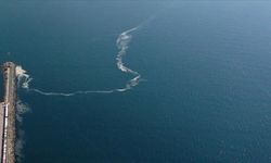 Marmara Denizi'nde denizanaları istilası: Kirlilik mi, iklim değişikliği mi?