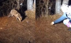 O anlar kamerada: Bolu'da yiyecek arayan tilkiyi köpek mamasıyla beslediler